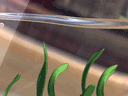  ()
